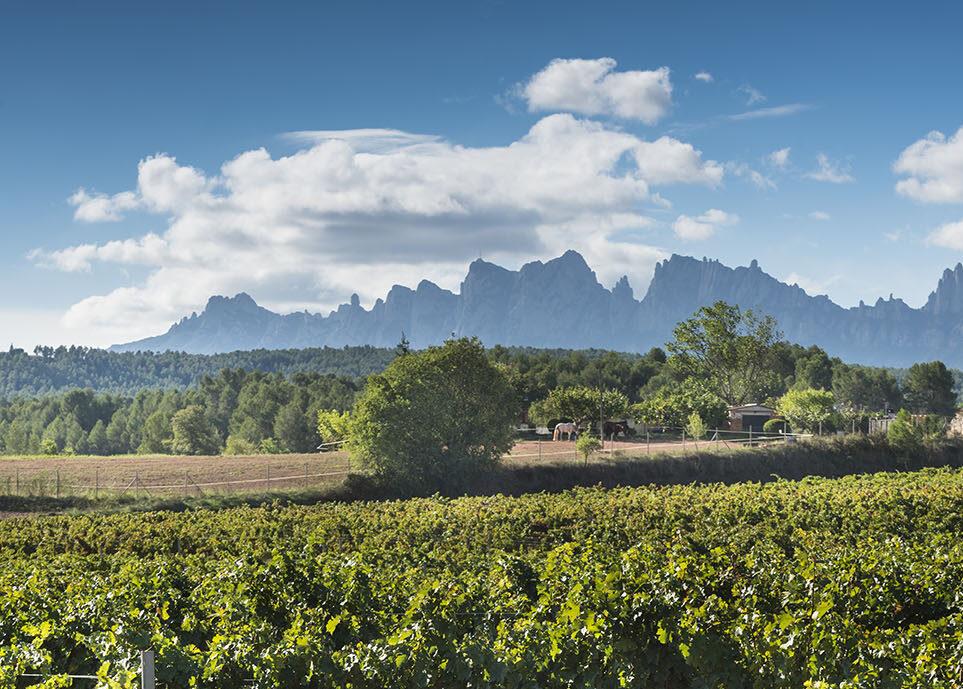 La ruta del vi de la DO Pla del Bages - Blog