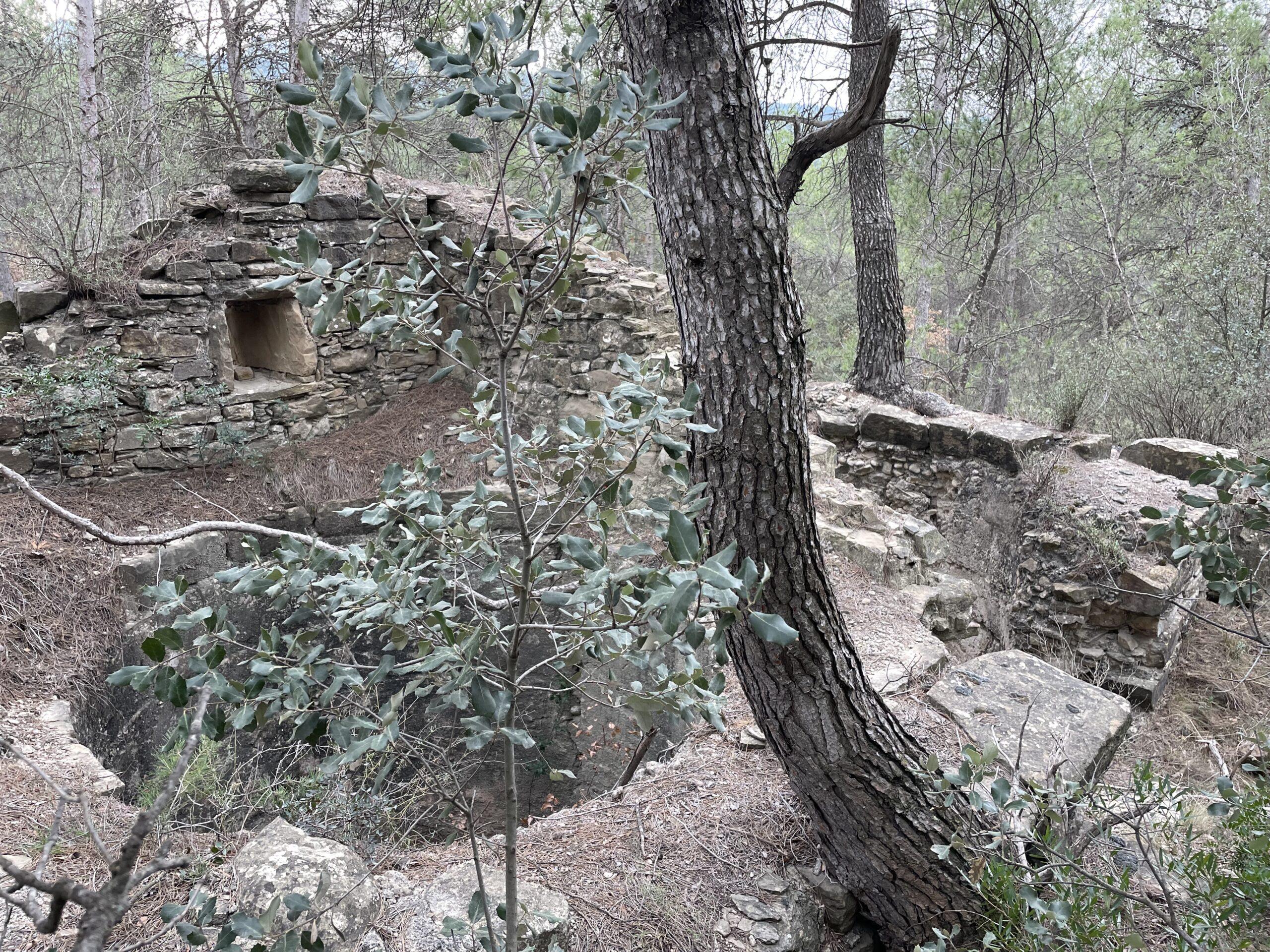 La ruta del vi de la DO Pla del Bages - Les barraques als boscos de Castellgalí