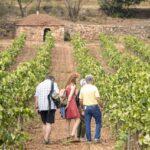 La ruta del vi de la DO Pla del Bages - Esmorzar fotogràfic entre vinyes