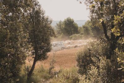 La ruta del vi de la DO Pla del Bages - Les pedres que parlen al Racó de Sant Cugat