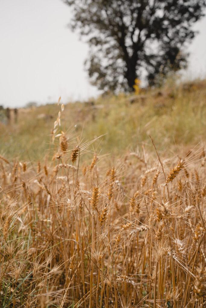 La ruta del vi de la DO Pla del Bages - Les pedres que parlen al Racó de Sant Cugat