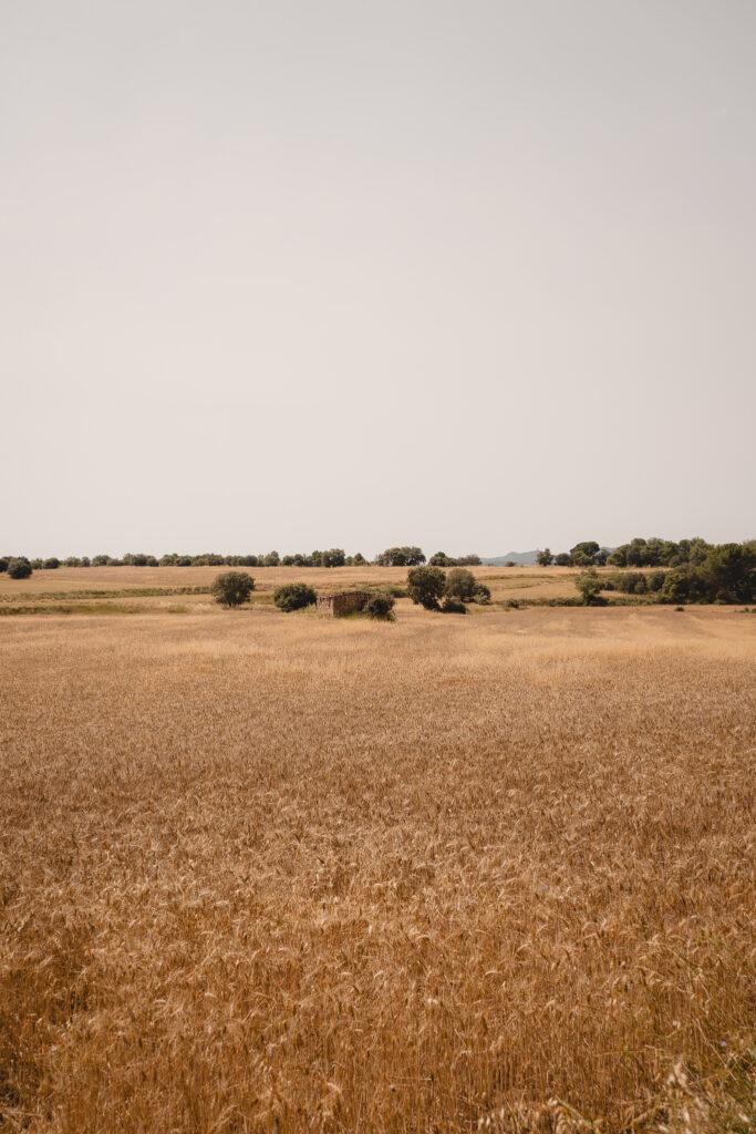 La ruta del vi de la DO Pla del Bages - Les pedres que parlen al Racó de Sant Cugat