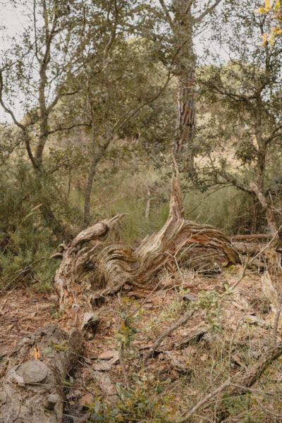 La ruta del vi de la DO Pla del Bages - Les pedres que parlen al Racó de Sant Cugat