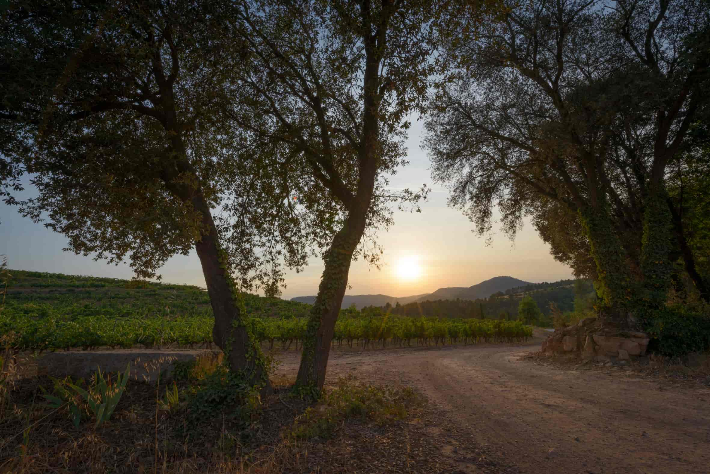 La ruta del vi de la DO Pla del Bages - Tast de vins monovarietal Mandó amb esmorzar de forquilla